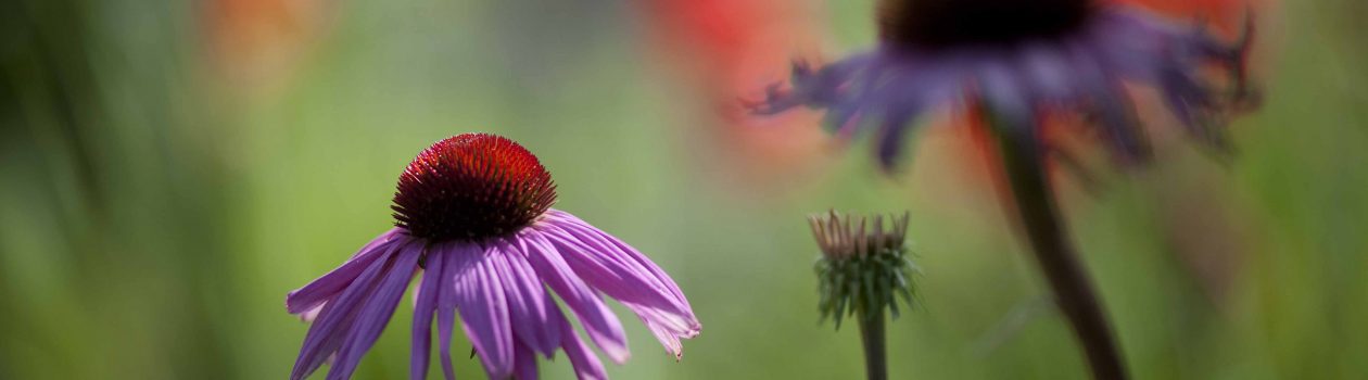 ariege-jardin-de-michelle-08703